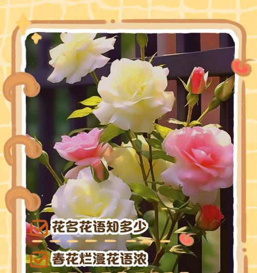 吊竹梅如何安全过冬？