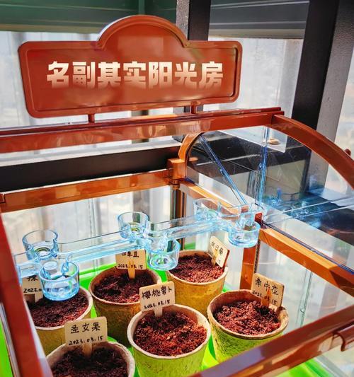 南非万寿菊多彩长花期的生长奥秘是什么？