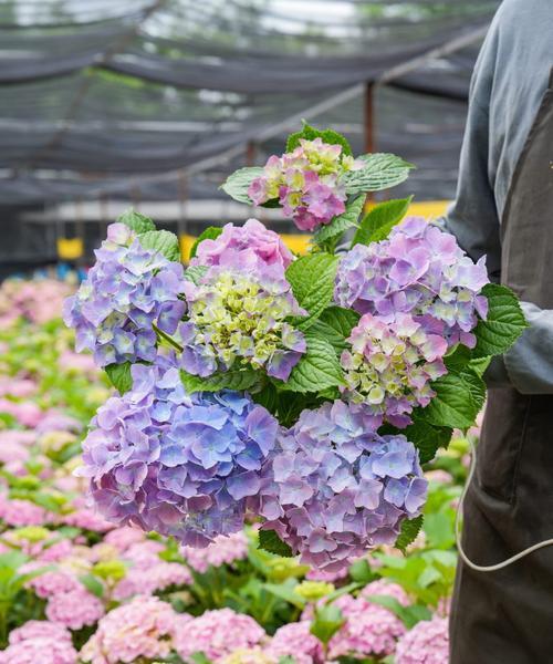 5月来临，哪些花卉是心动之选？