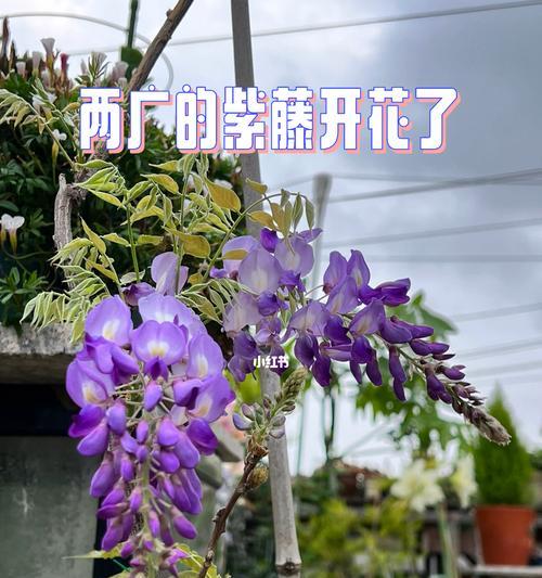 紫藤不开花只长叶怎么办？