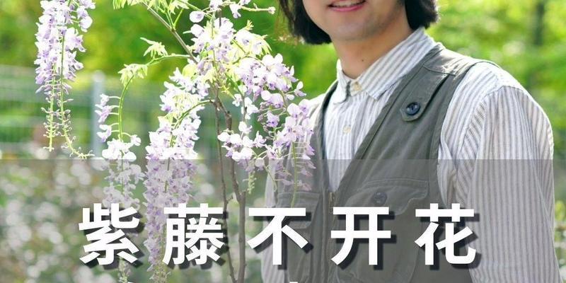 紫藤不开花只长叶怎么办？