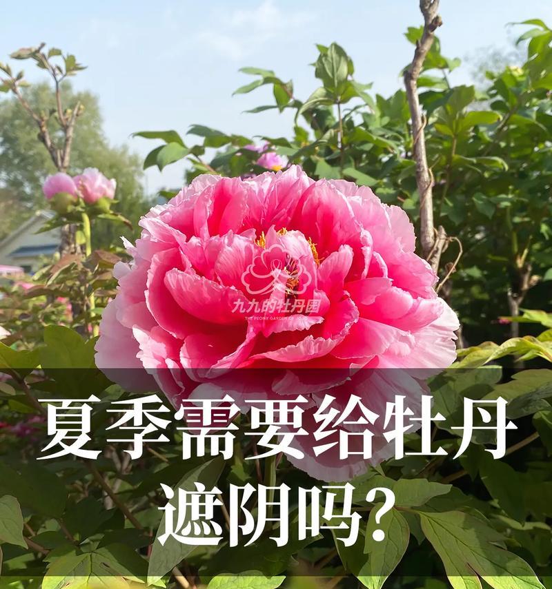 牡丹花养护指南：光照需求与技巧是什么？