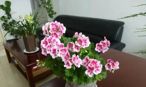 阳台盆栽最香的花卉有哪些？