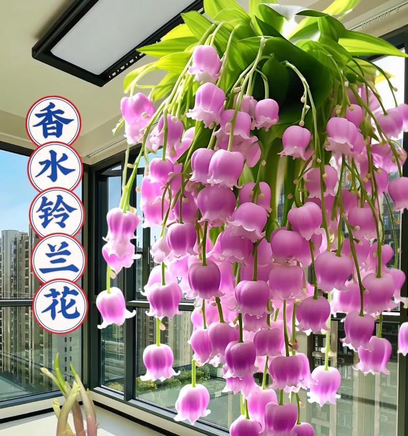 阳台盆栽最香的花卉有哪些？