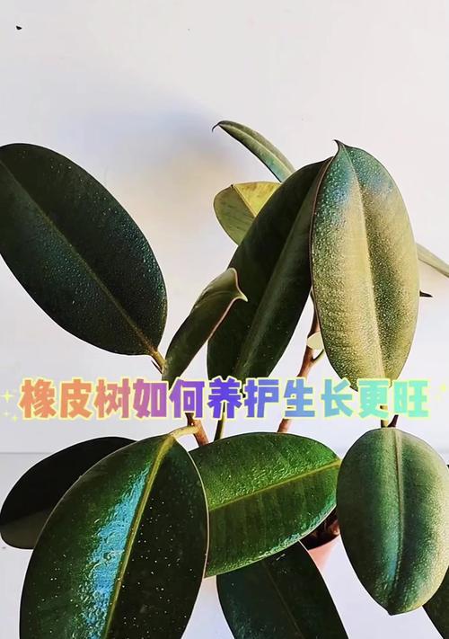 橡皮树养护完全指南：如何摆放与管理？