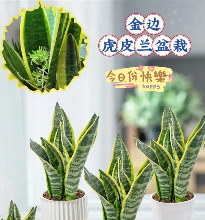 金边虎尾兰如何正确养护？