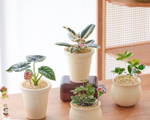 室内小盆栽植物有哪些推荐？