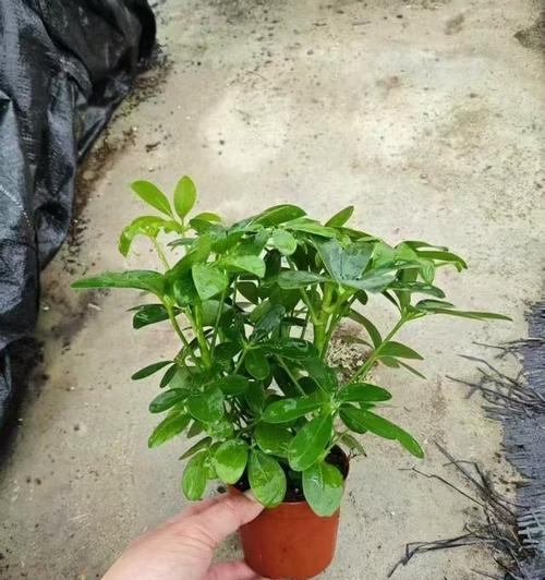鸭掌木的用途、毒性及开花情况？