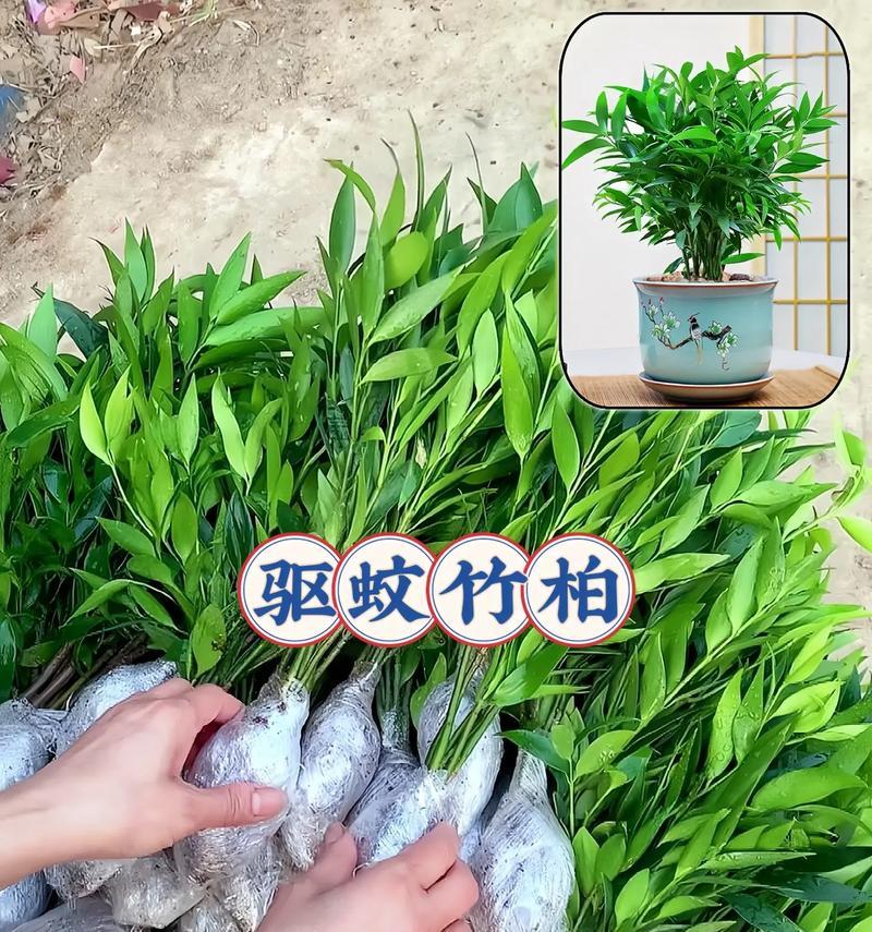 水培竹柏如何实现清水养护？