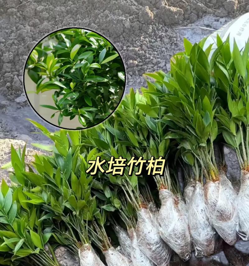水培竹柏如何实现清水养护？