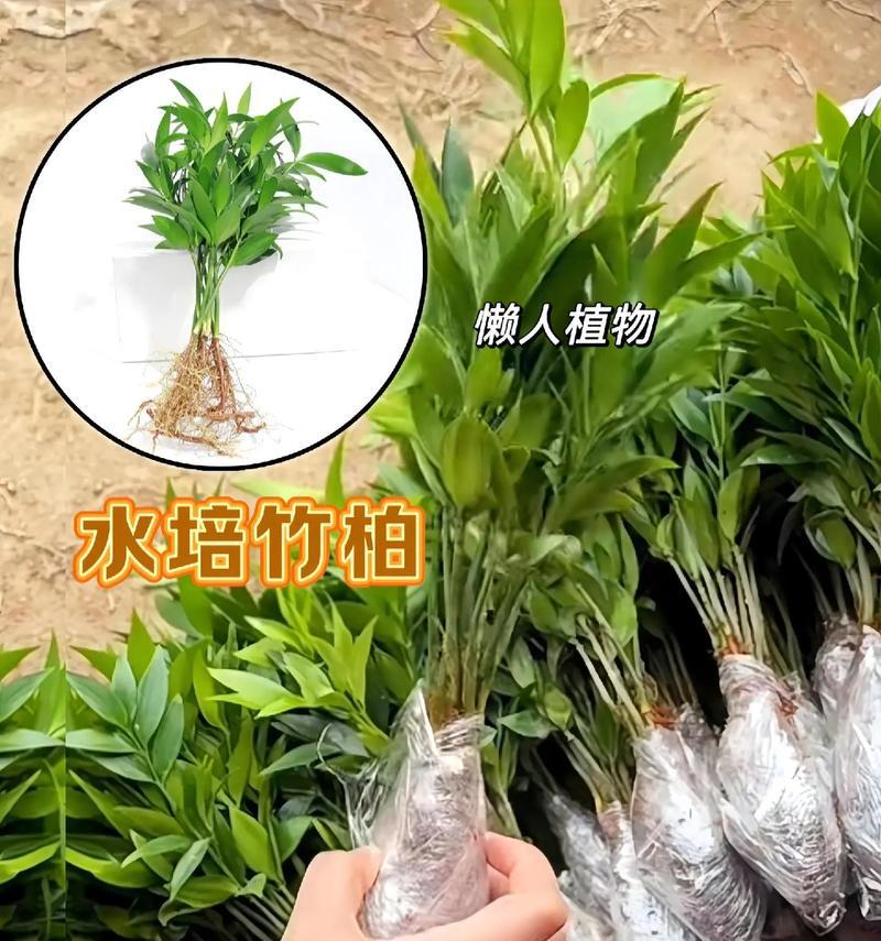 水培竹柏如何实现清水养护？
