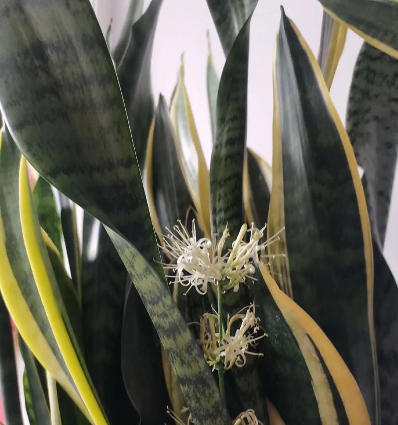 虎皮兰需要多久才能开花？