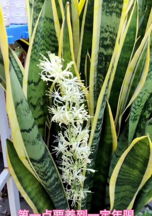 虎皮兰需要多久才能开花？