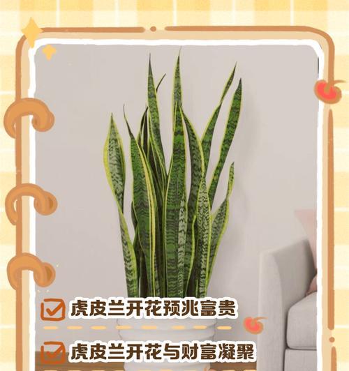 虎皮兰需要多久才能开花？