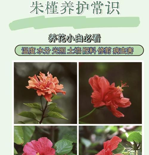 扶桑花的正确修剪方法是什么？