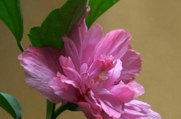 扶桑花的正确修剪方法是什么？