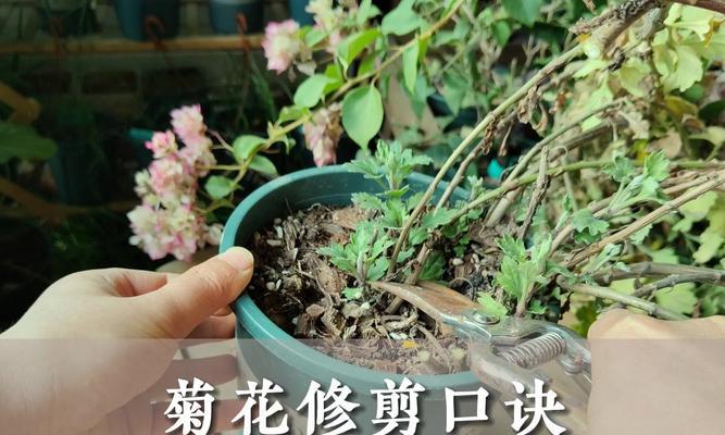 扶桑花的正确修剪方法是什么？