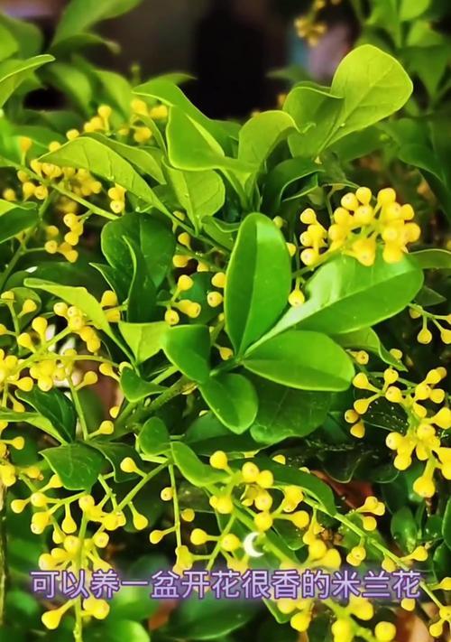 米兰花养殖技巧及保持花香的方法？