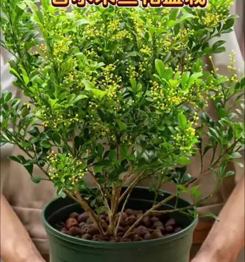 米兰花养殖技巧及保持花香的方法？