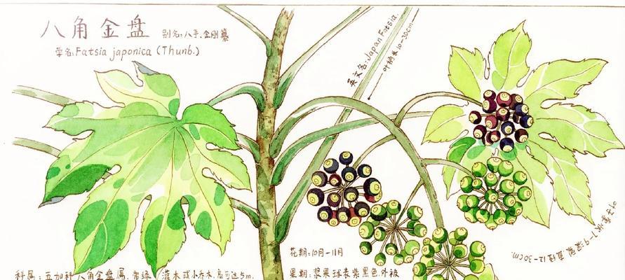 八角金盘的寓意及象征意义是什么？