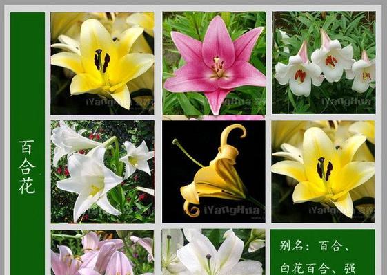 垂花蛇根草的含义及特点是什么？