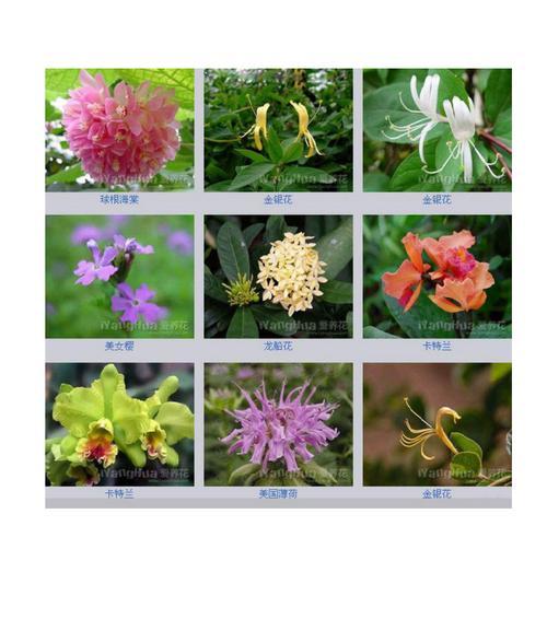 垂花蛇根草的含义及特点是什么？