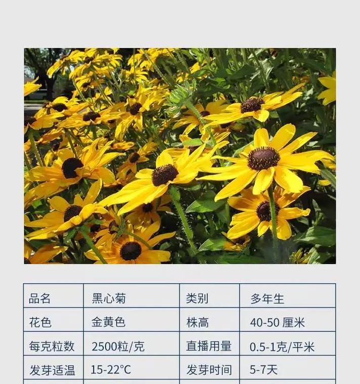 波斯菊花种子如何种植？