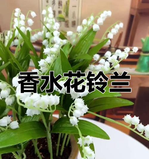 铃兰的养护方法有哪些？