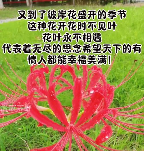彼岸花的花语是什么？