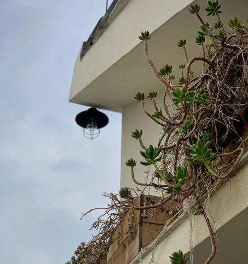 植物瓷砖如何营造清新氛围？