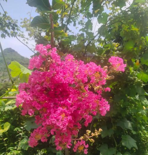 紫薇花在北方的种植可行性如何？