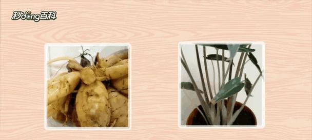 观音莲的开花形态、寓意及花期？