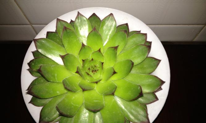 观音莲的开花形态、寓意及花期？