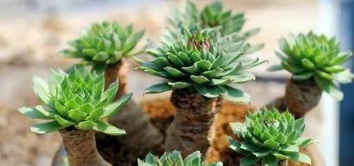 观音莲的开花形态、寓意及花期？