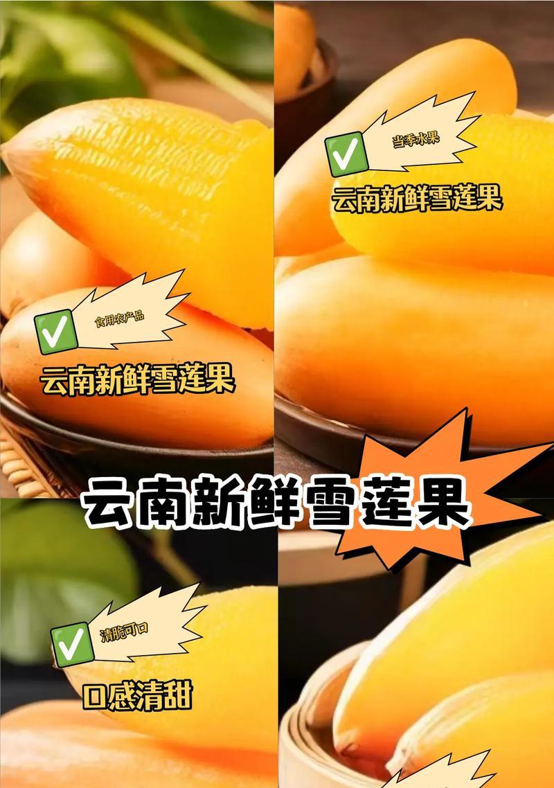 雪莲果在北方种植的可行性分析？