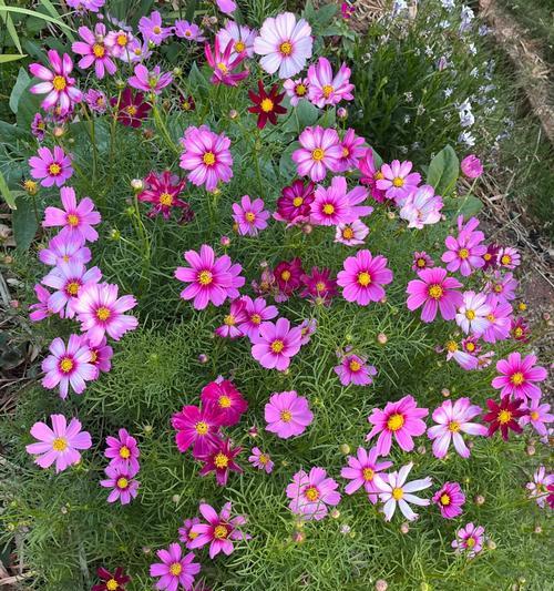 波斯菊花种子发芽到开花需要多长时间？