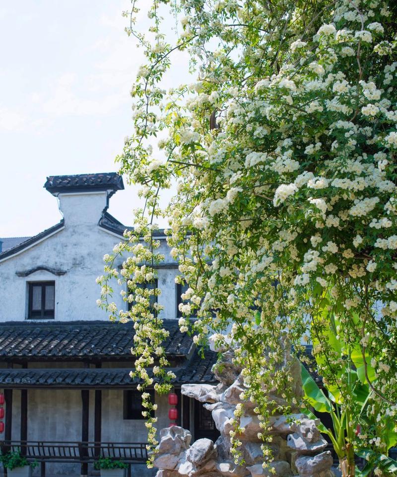 南昌七里香木香花最佳赏花时间和地点推荐？