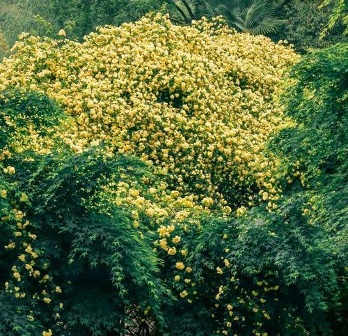 南昌七里香木香花最佳赏花时间和地点推荐？