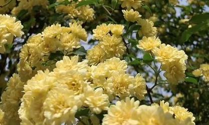 南昌七里香木香花最佳赏花时间和地点推荐？