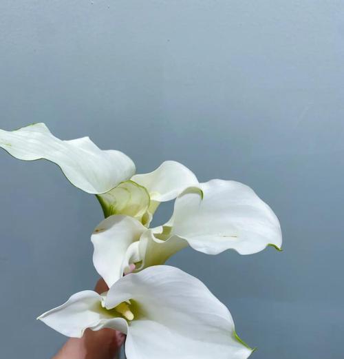 马蹄莲真的需要3年才开花吗？优雅背后的原因是什么？