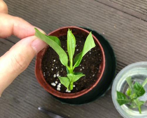 植物扦插有哪些秘密？如何确保扦插的成功？