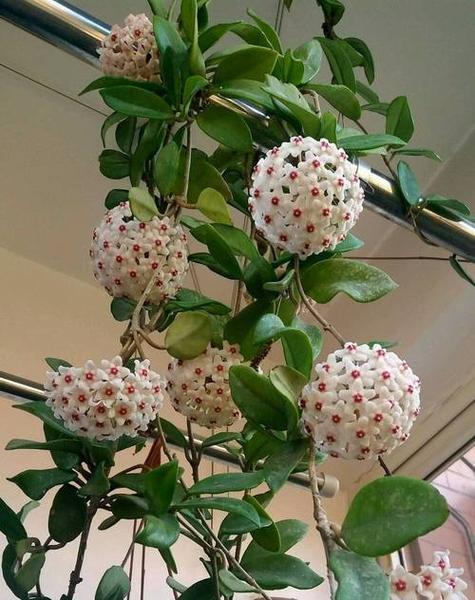 球兰养了这么久还没开花？检查这些开花条件了吗？
