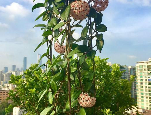 球兰养了这么久还没开花？检查这些开花条件了吗？