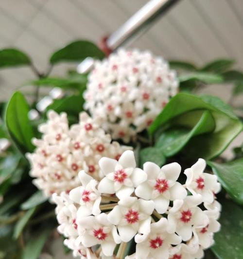 球兰养了这么久还没开花？检查这些开花条件了吗？