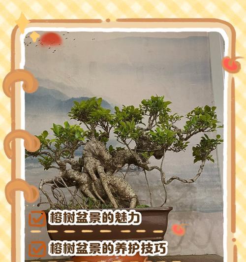 小叶榕树盆景的养护技巧有哪些？