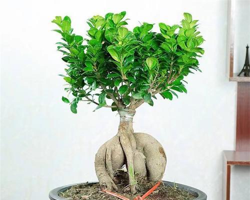 小叶榕树盆景的养护技巧有哪些？