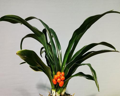 万年青绿植盆栽的日常护理方法是什么？