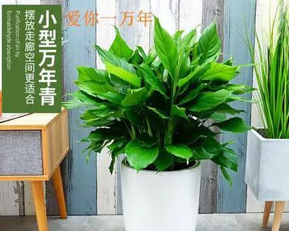 万年青绿植盆栽的日常护理方法是什么？