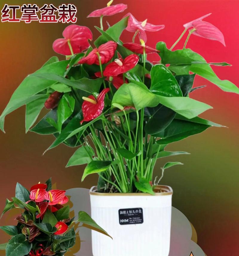 红掌养护全攻略：如何管理叶子和花朵？
