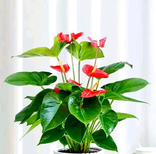 红掌养护全攻略：如何管理叶子和花朵？
